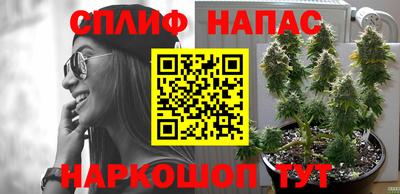 гашик Будённовск