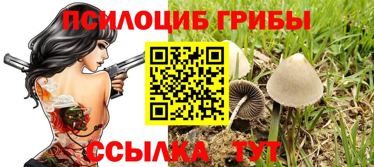 Галлюциногенные грибы Psilocybe Похвистнево